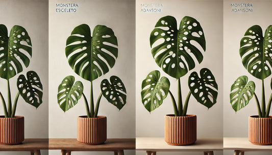 Monstera Esqueleto vs. Monstera Adansonii: A Guide to Identifying These Stunning Monstera Varieties