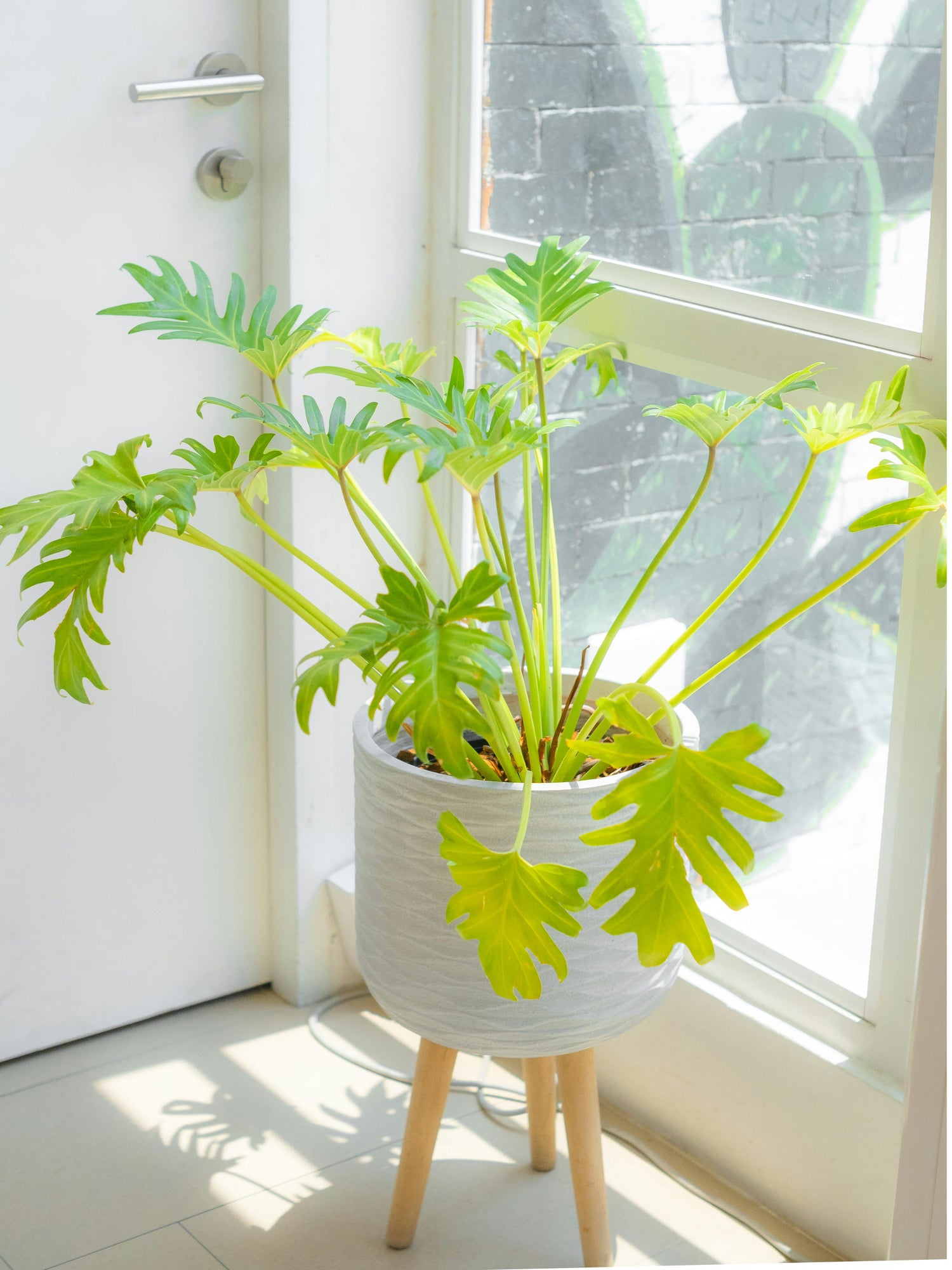 Philodendron