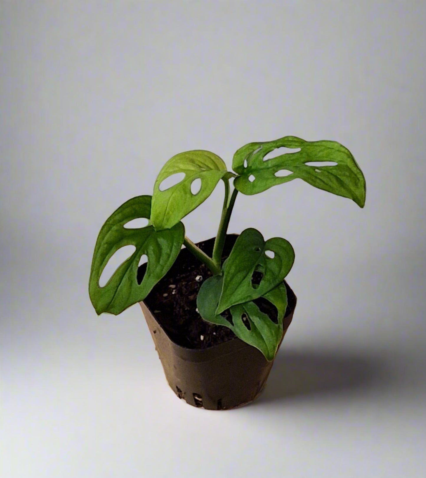 Monstera Esqueleto Baby Plant