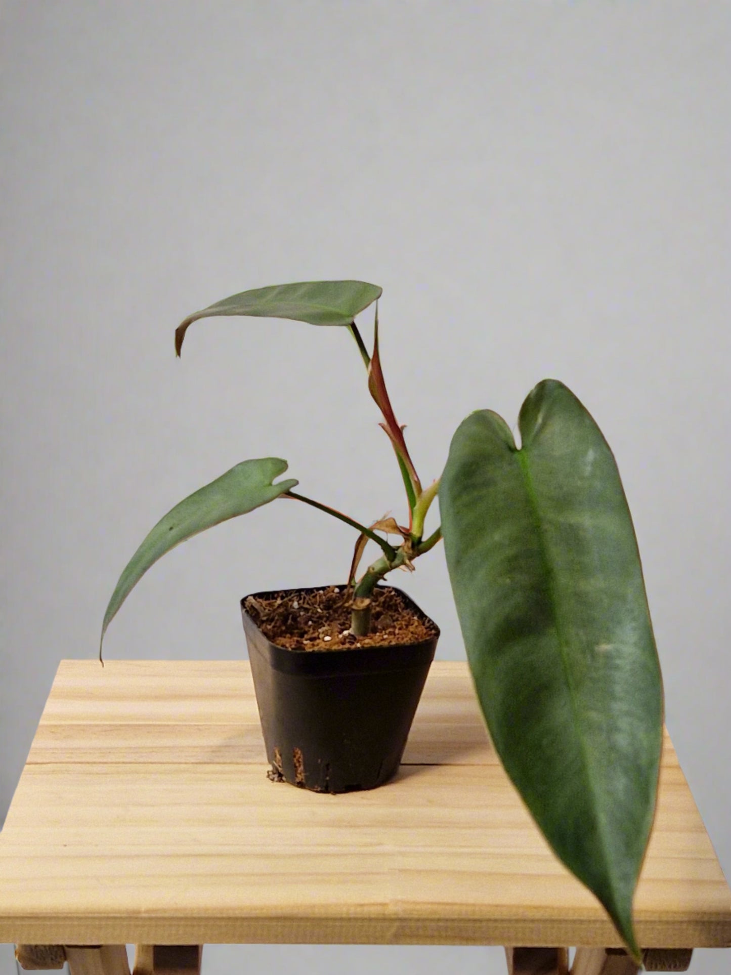 Philodendron Atabapoense Baby Plant