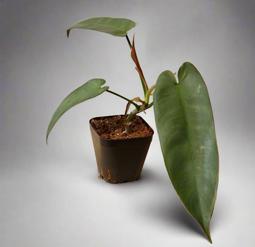 Philodendron Atabapoense Baby Plant