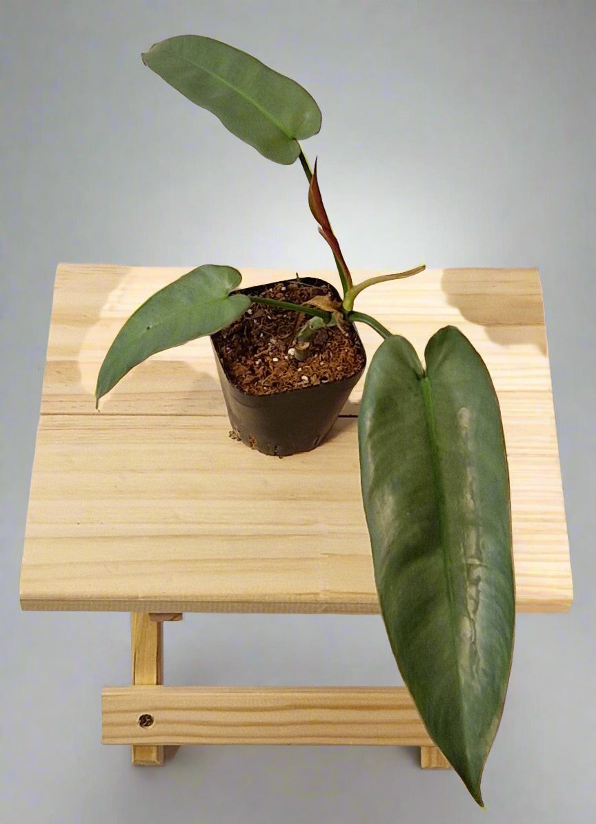 Philodendron Atabapoense Baby Plant