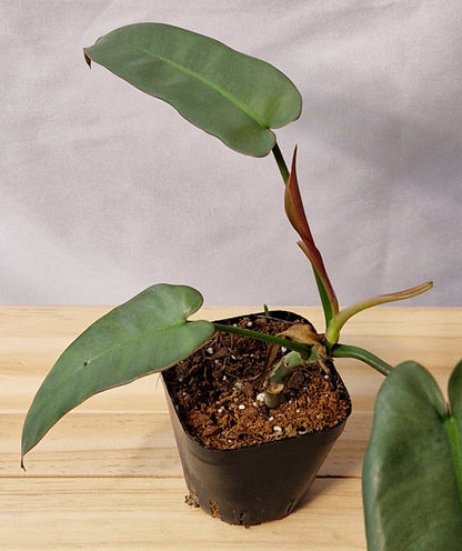 Philodendron Atabapoense Baby Plant