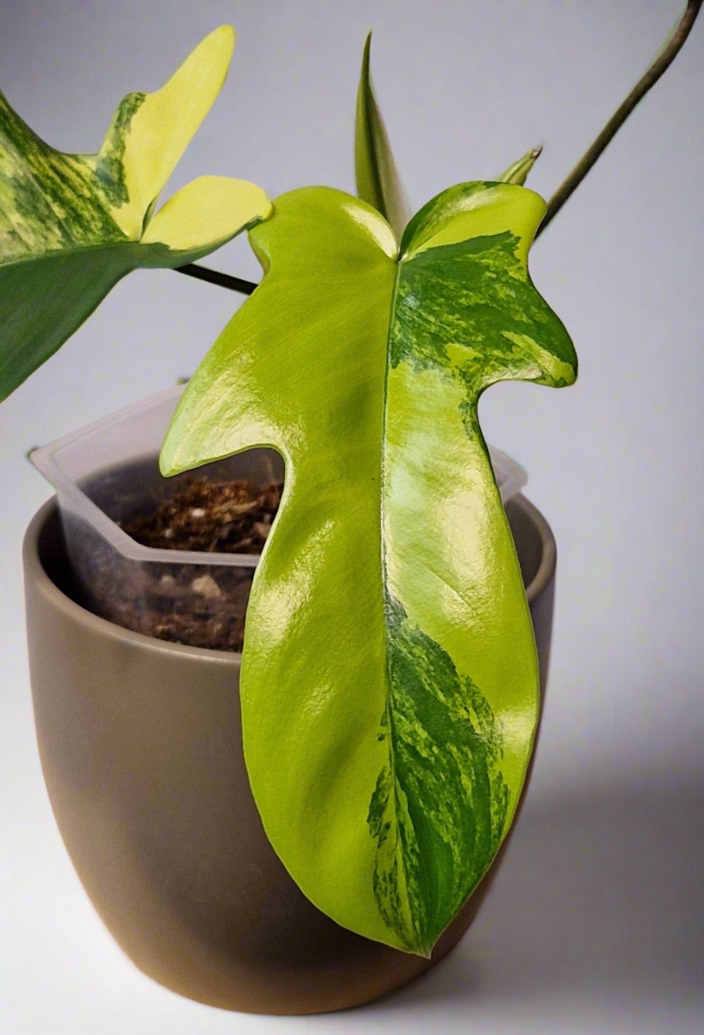 Philodendron Florida Beauty (High Variegation)