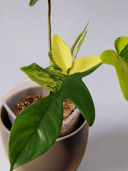 Philodendron Florida Beauty (High Variegation)