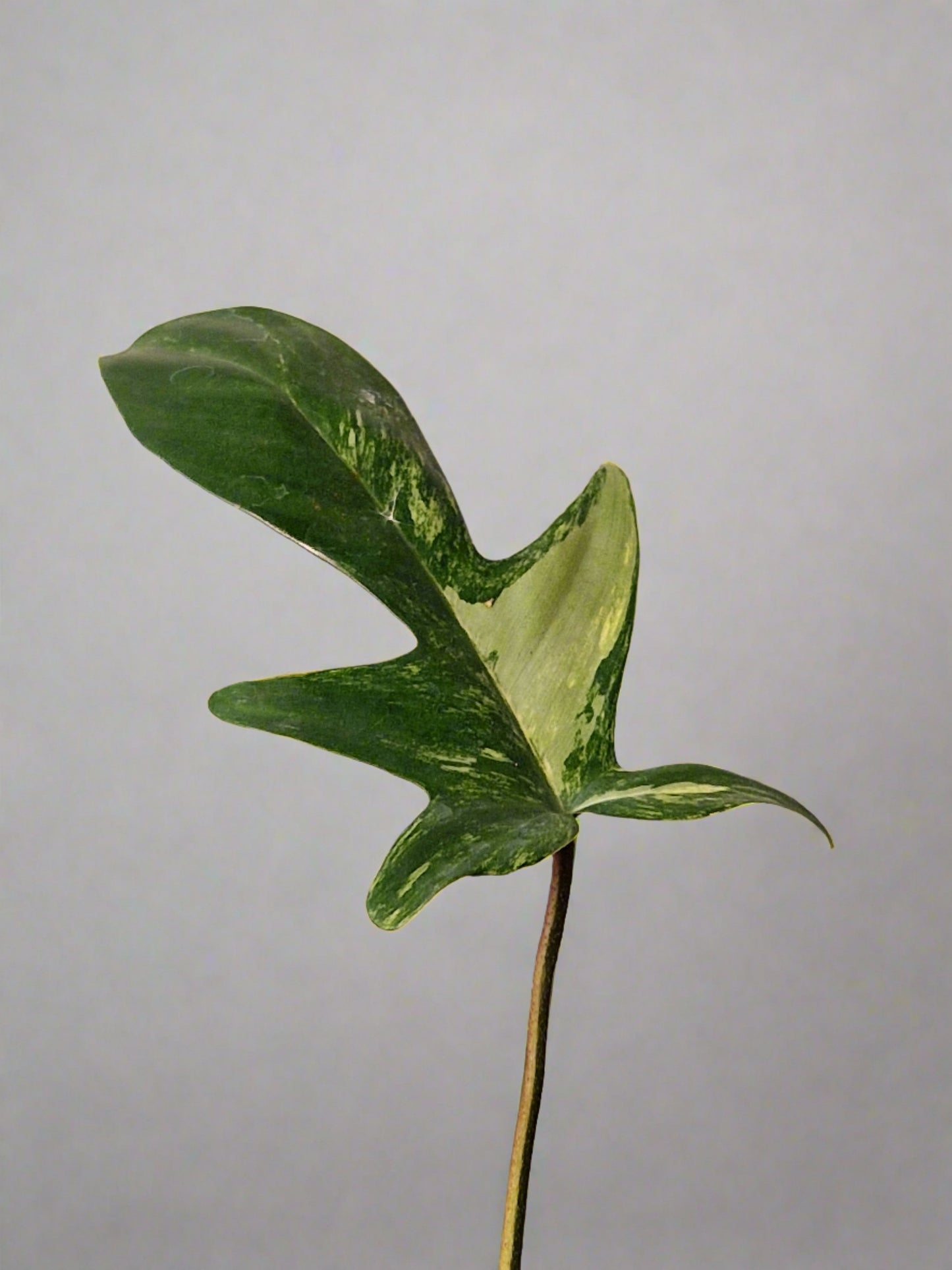 Philodendron Florida Beauty (High Variegation)