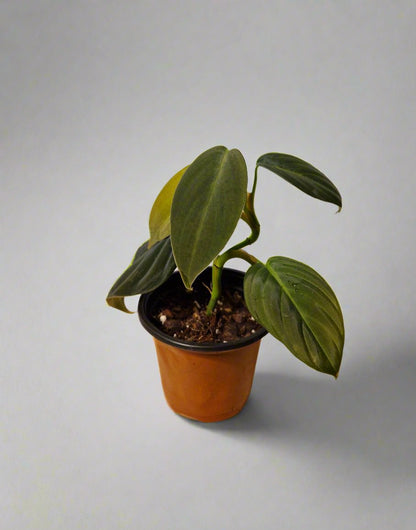 Philodendron Gigas