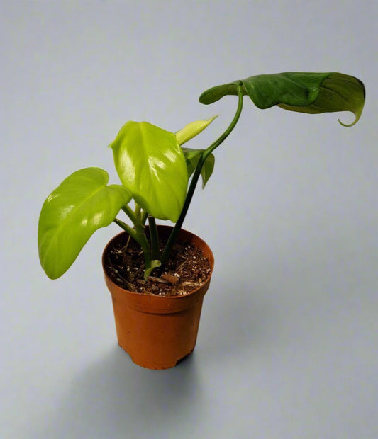 Philodendron Bipennifolium Aurea Golden Violin