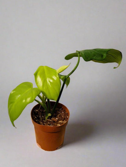 Philodendron Bipennifolium Aurea Golden Violin