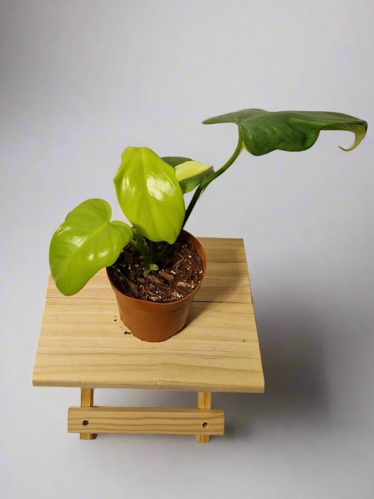 Philodendron Bipennifolium Aurea Golden Violin