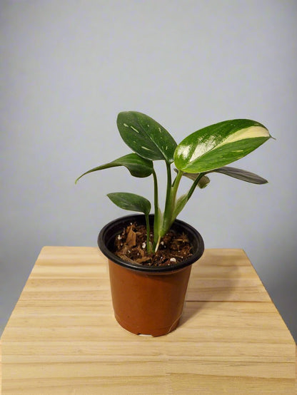 Monstera Standleyana Aurea Variegated