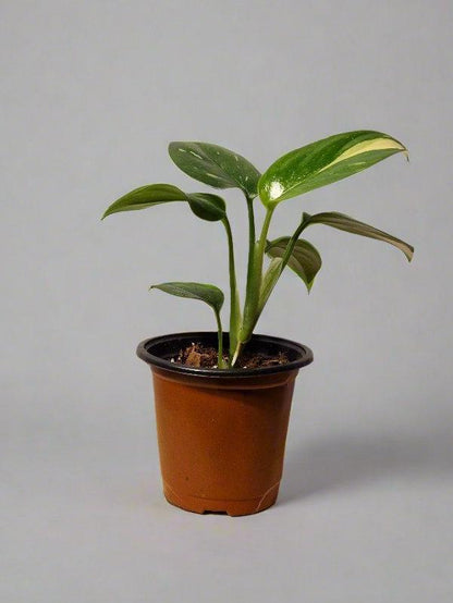 Monstera Standleyana Aurea Variegated