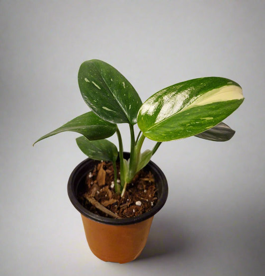 Monstera Standleyana Aurea Variegated