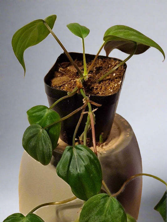 Philodendron Scandens 'Micans'