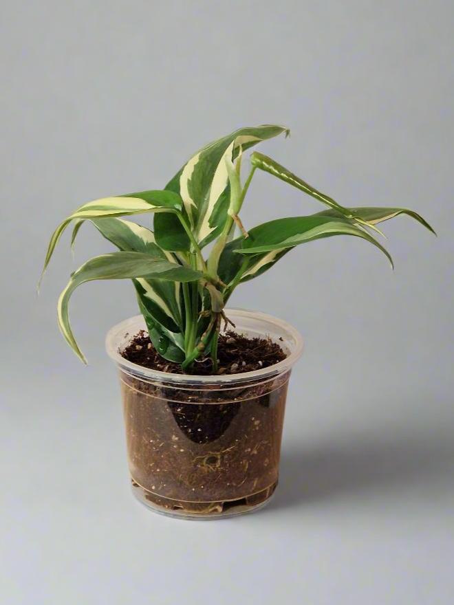 Philodendron Cream Splash - Plant A