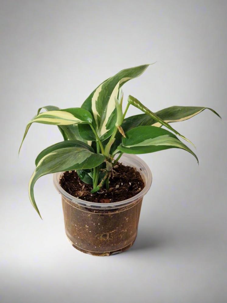 Philodendron Cream Splash - Plant A