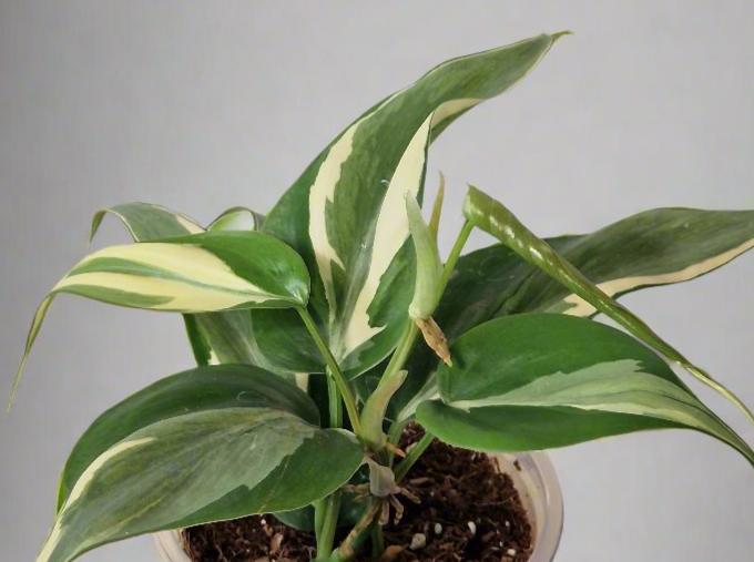 Philodendron Cream Splash - Plant A