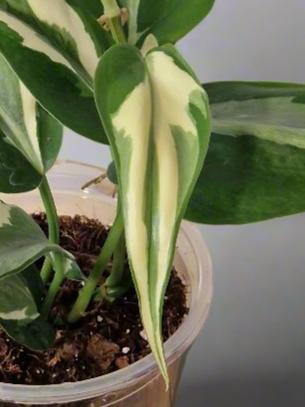 Philodendron Cream Splash - Plant A