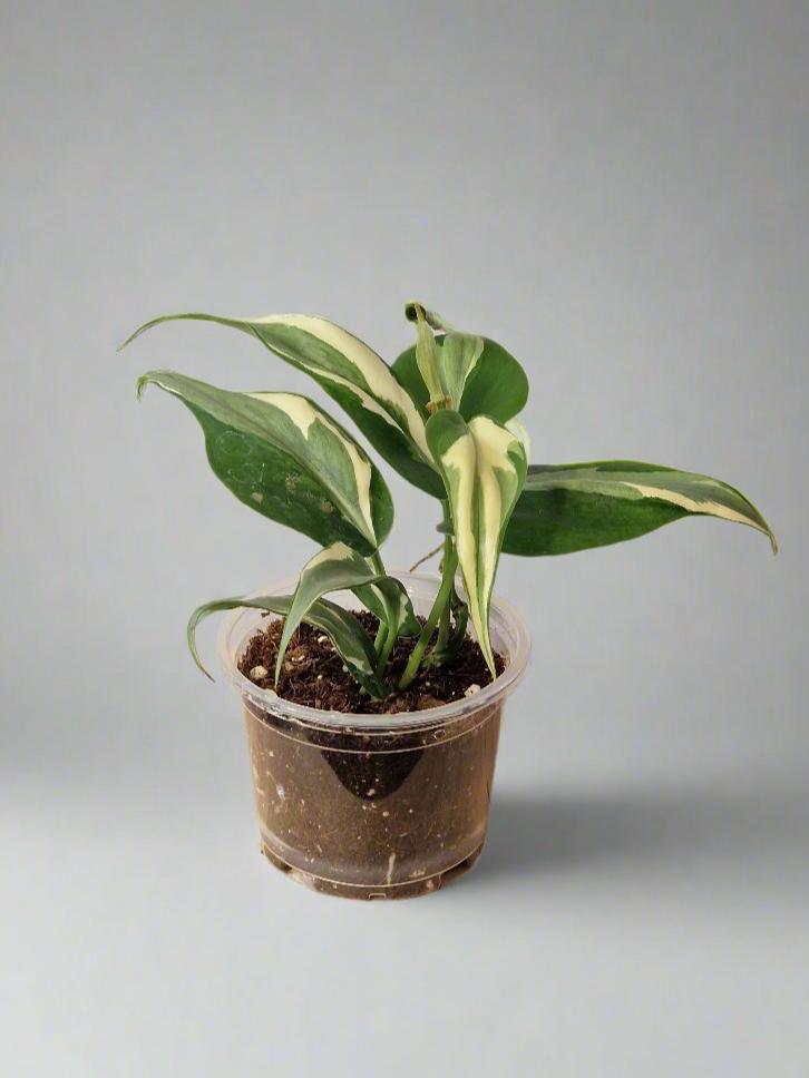 Philodendron Cream Splash - Plant A