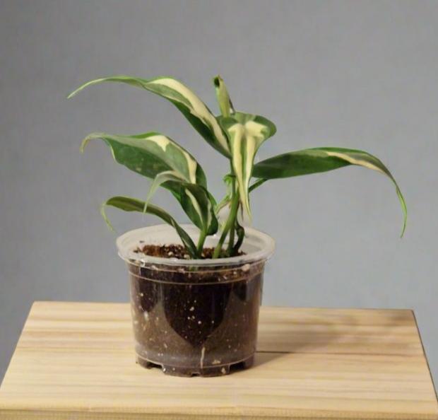 Philodendron Cream Splash - Plant A