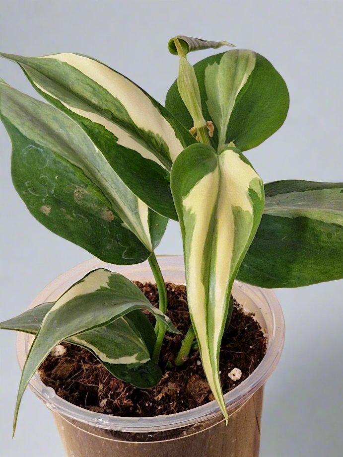 Philodendron Cream Splash - Plant A