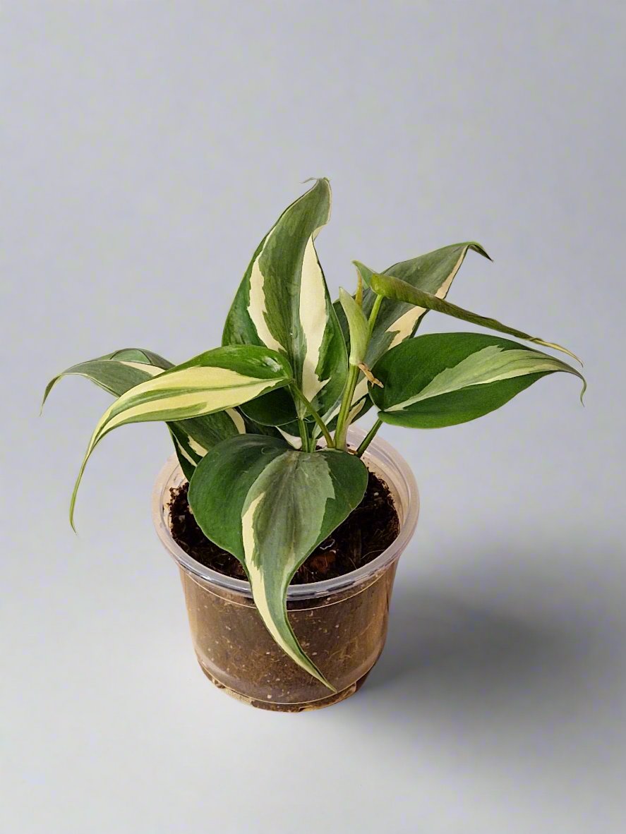 Philodendron Cream Splash - Plant A