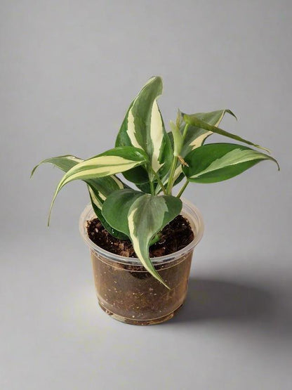 Philodendron Cream Splash - Plant A