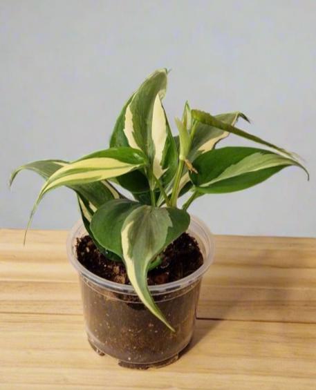 Philodendron Cream Splash - Plant A