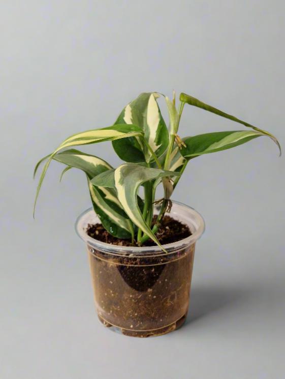 Philodendron Cream Splash - Plant A