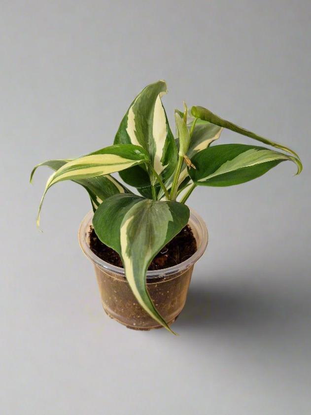 Philodendron Cream Splash - Plant A