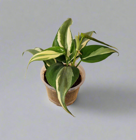 Philodendron Cream Splash - Plant A