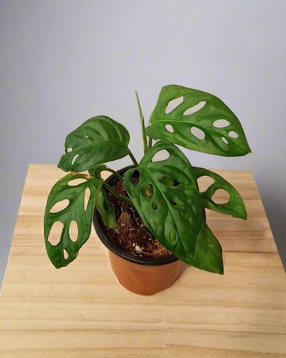 Monstera Adansonii Small Plant | Monkey Mask