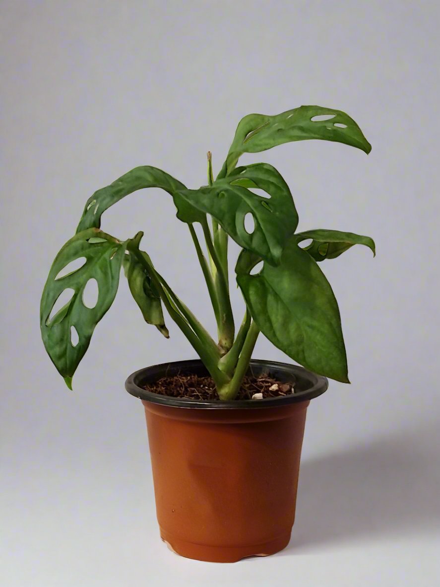 Monstera Adansonii Small Plant | Monkey Mask