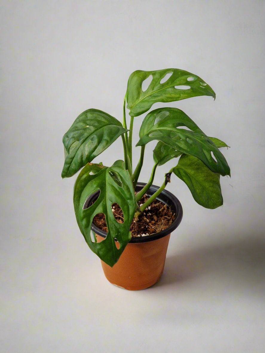 Monstera Adansonii Small Plant | Monkey Mask