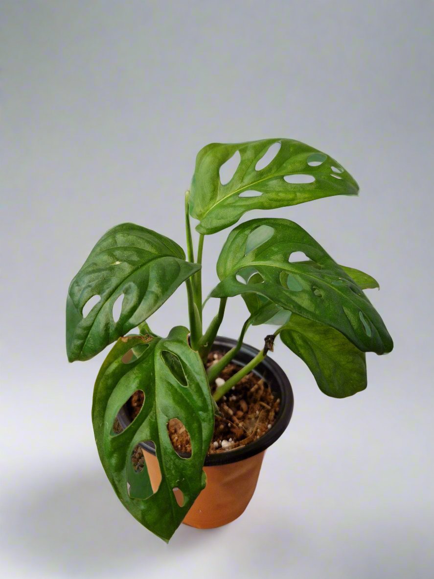 Monstera Adansonii Small Plant | Monkey Mask