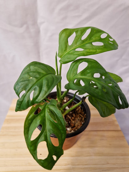 Monstera Adansonii Small Plant | Monkey Mask