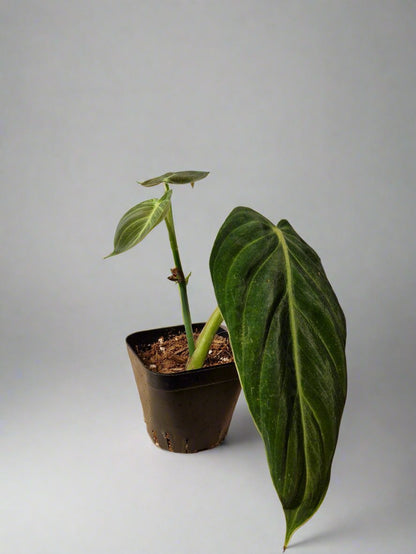 Philodendron Gigas