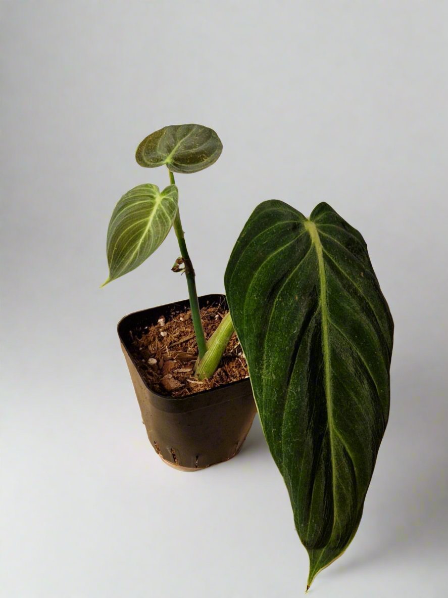 Philodendron Gigas