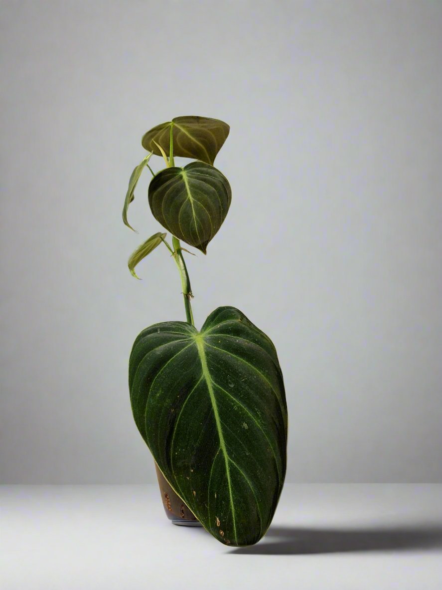 Philodendron Gigas