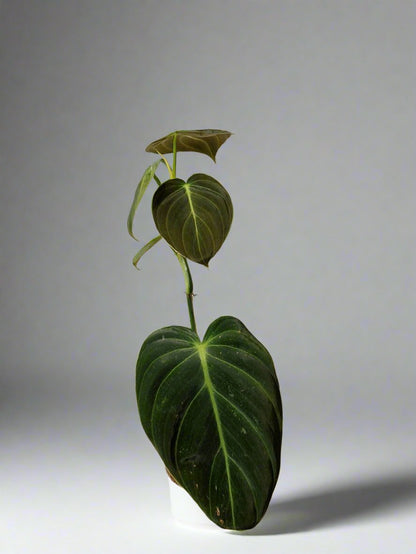 Philodendron Gigas