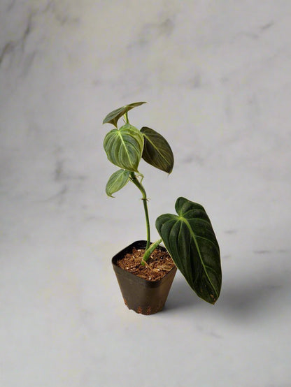 Philodendron Gigas