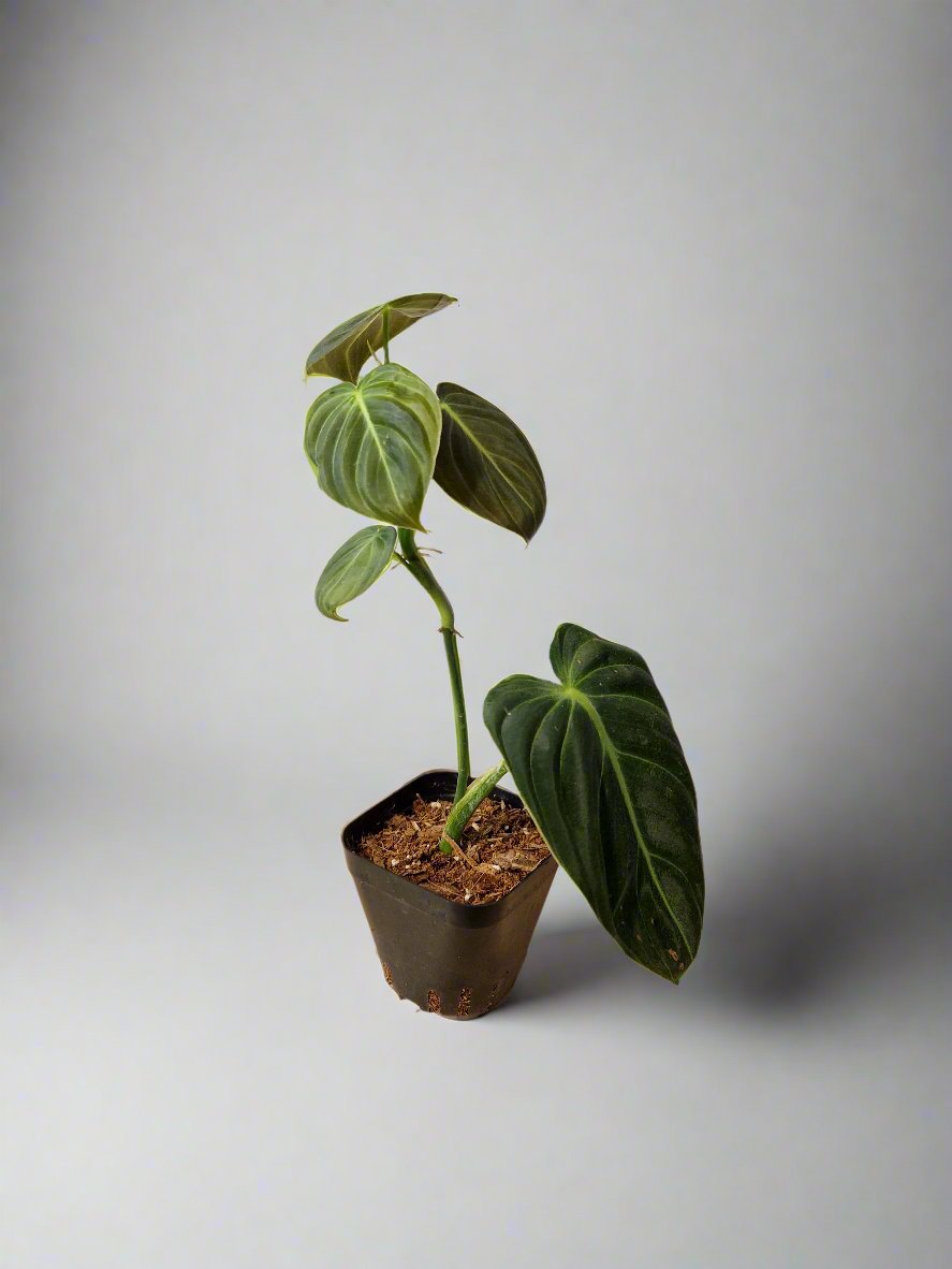 Philodendron Gigas