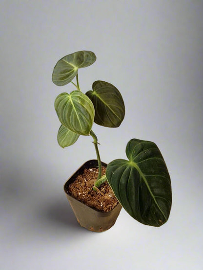 Philodendron Gigas