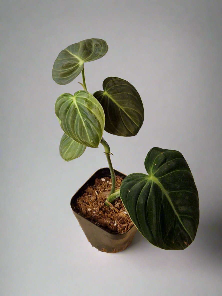 Philodendron Gigas