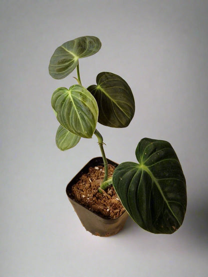 Philodendron Gigas