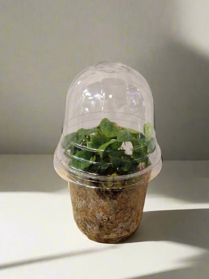 Rhaphidophora Celatocaulis in Mini Terrarium Pot