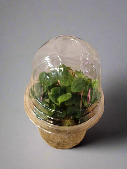 Rhaphidophora Celatocaulis in Mini Terrarium Pot