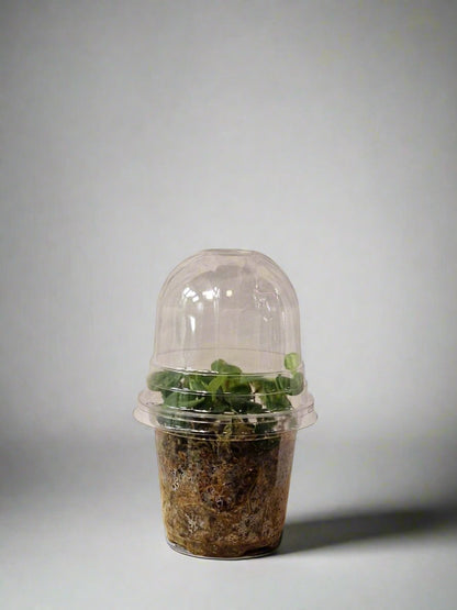 Rhaphidophora Celatocaulis in Mini Terrarium Pot