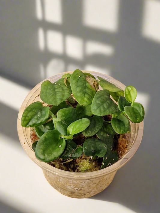 Rhaphidophora Celatocaulis in Mini Terrarium Pot