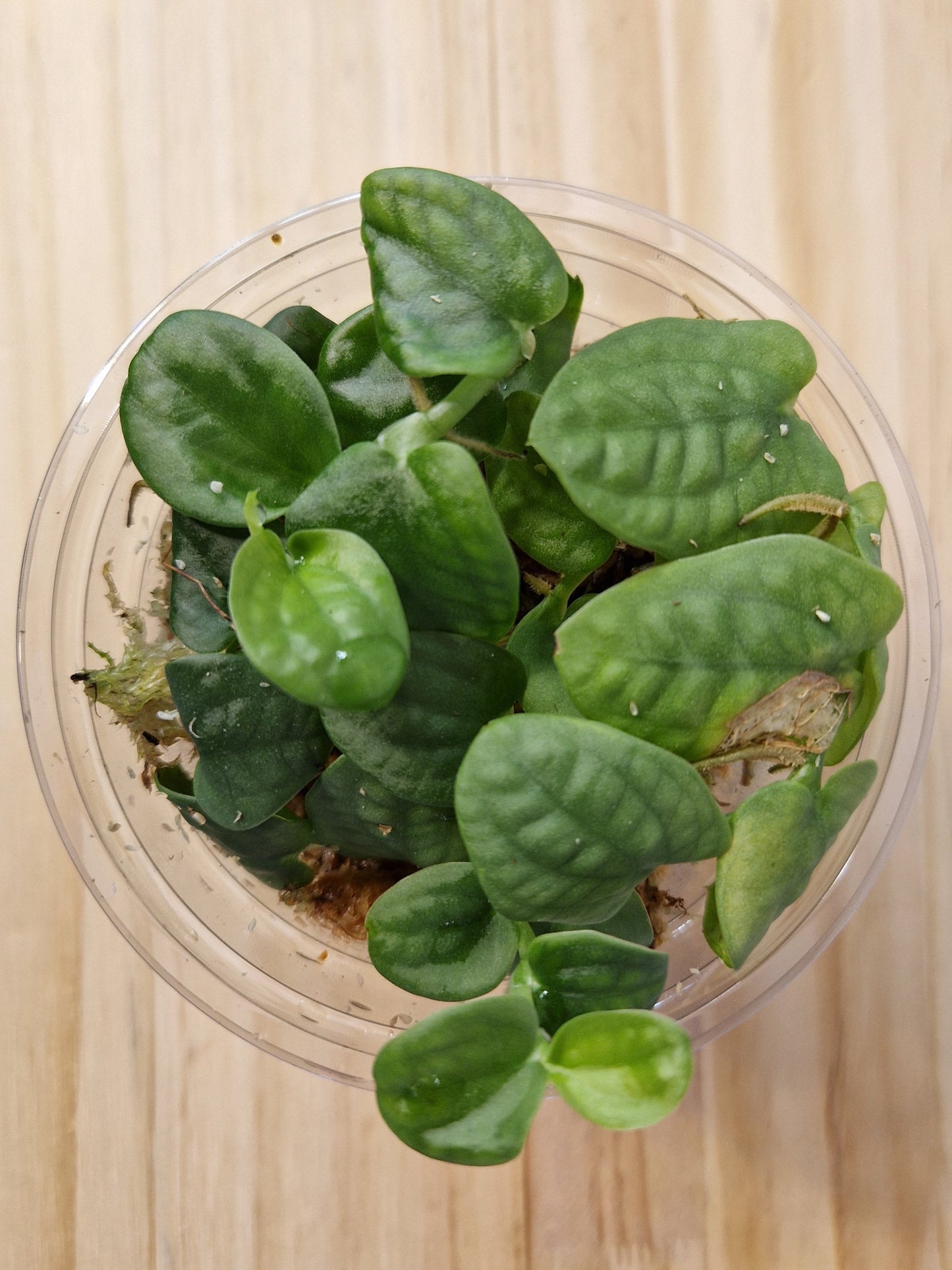 Rhaphidophora Celatocaulis in Mini Terrarium Pot